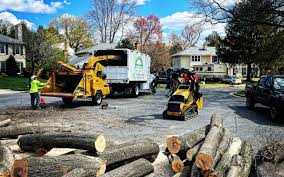 Best Tree Risk Assessment  in Essex Fells, NJ