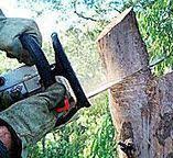 Best Tree Health Inspection  in Essex Fells, NJ
