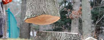 Best Tree Preservation Services  in Essex Fells, NJ