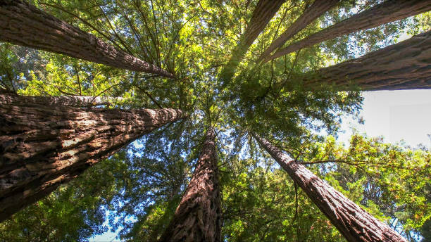 Trusted Essex Fells, NJ Tree Services Experts
