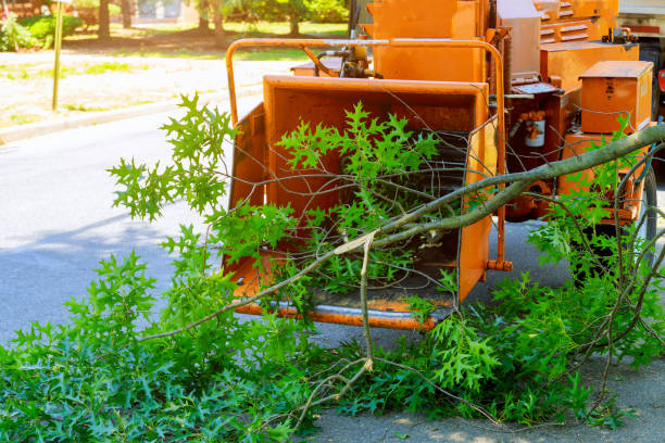 Best Aeration Services  in Essex Fells, NJ