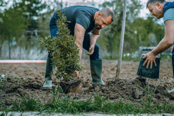 Best Tree Removal  in Essex Fells, NJ