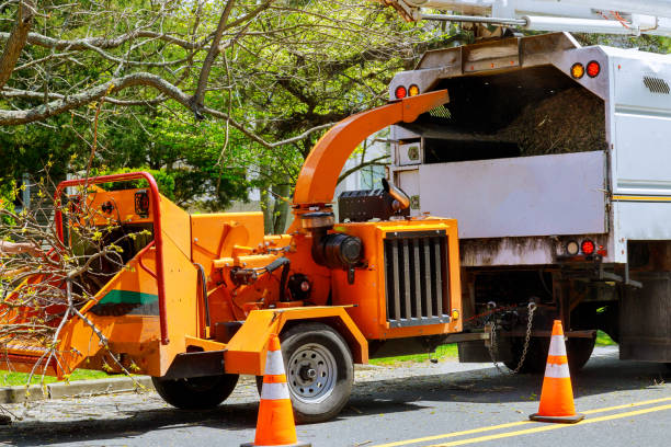 Best Tree Trimming and Pruning  in Essex Fells, NJ