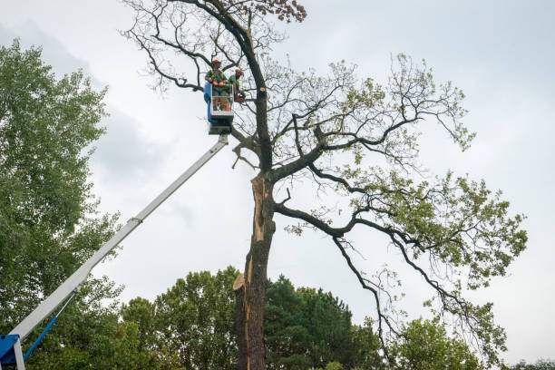 Best Tree Cabling and Bracing  in Essex Fells, NJ