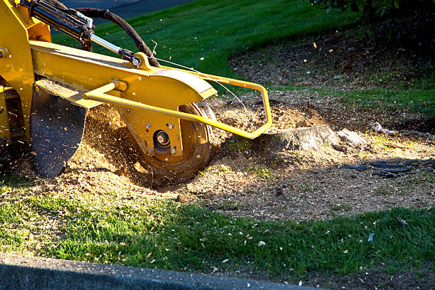 How Our Tree Care Process Works  in  Essex Fells, NJ