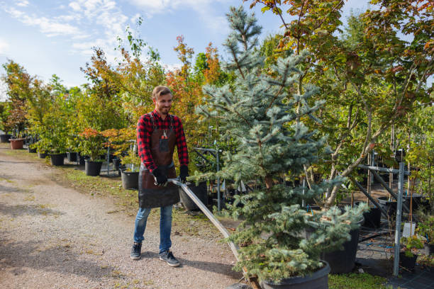 Best Tree Maintenance Programs  in Essex Fells, NJ