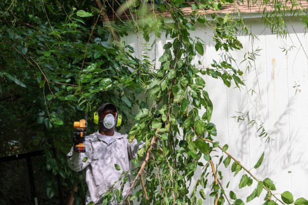 Best Tree and Shrub Care  in Essex Fells, NJ