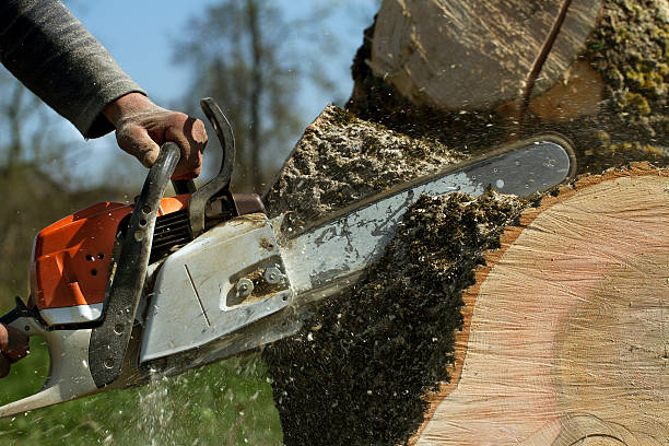 Best Tree Disease Treatment  in Essex Fells, NJ