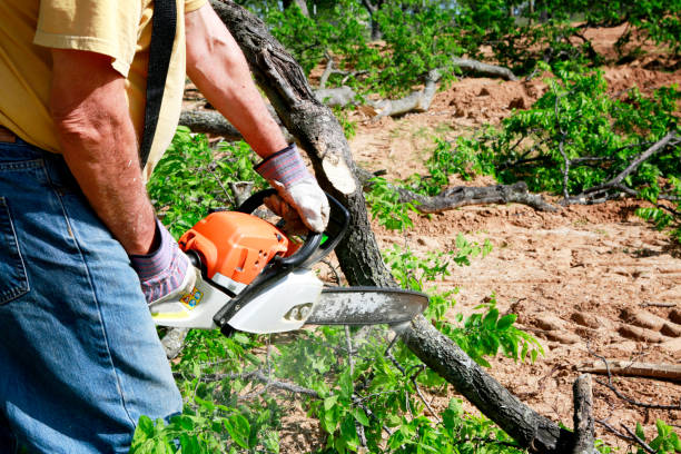 Best Root Management and Removal  in Essex Fells, NJ