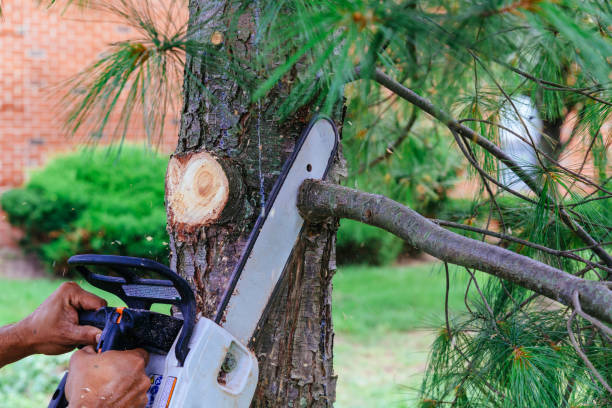  Essex Fells, NJ Tree Services Pros